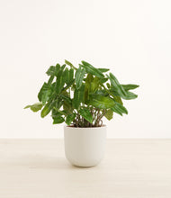 Load image into Gallery viewer, Natural Bamboo*****Profile