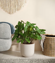 Load image into Gallery viewer, Natural Bamboo