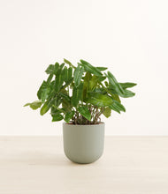 Load image into Gallery viewer, Sage Green*****Profile