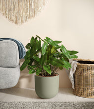 Load image into Gallery viewer, Sage Green