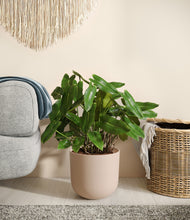 Load image into Gallery viewer, Sandy Pink