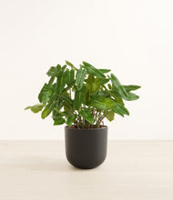 Load image into Gallery viewer, Stone Black*****Profile