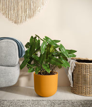 Load image into Gallery viewer, Sunset Orange