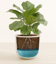 Load image into Gallery viewer, Natural Bamboo stand:all