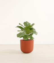 Load image into Gallery viewer, Earth Red*****Profile