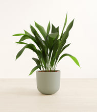 Load image into Gallery viewer, Sage Green*****Profile