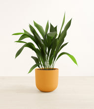 Load image into Gallery viewer, Sunset Orange*****Profile