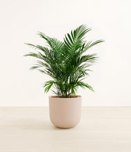 Load image into Gallery viewer, Sandy Pink*****Profile