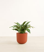 Load image into Gallery viewer, Earth Red*****Profile