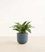 Load image into Gallery viewer, Iron Gray*****Profile