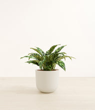 Load image into Gallery viewer, Natural Bamboo*****Profile