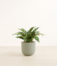 Load image into Gallery viewer, Sage Green*****Profile