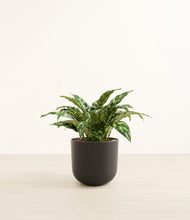 Load image into Gallery viewer, Stone Black*****Profile