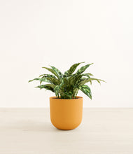 Load image into Gallery viewer, Sunset Orange*****Profile