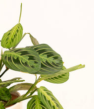 Load image into Gallery viewer, ALL