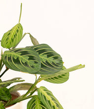 Load image into Gallery viewer, ALL