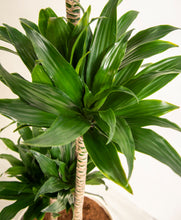 Load image into Gallery viewer, ALL