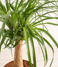 Load image into Gallery viewer, ALL