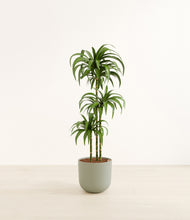 Load image into Gallery viewer, Sage Green*****Profile