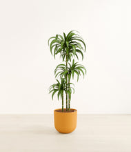 Load image into Gallery viewer, Sunset Orange*****Profile