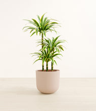 Load image into Gallery viewer, Sandy Pink*****Profile