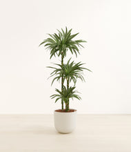 Load image into Gallery viewer, Natural Bamboo*****Profile