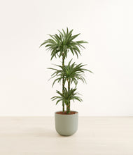 Load image into Gallery viewer, Sage Green*****Profile