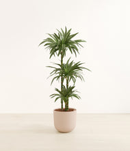 Load image into Gallery viewer, Sandy Pink*****Profile