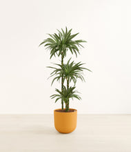 Load image into Gallery viewer, Sunset Orange*****Profile