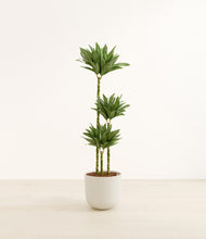 Load image into Gallery viewer, Natural Bamboo*****Profile