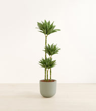 Load image into Gallery viewer, Sage Green*****Profile