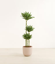 Load image into Gallery viewer, Sandy Pink*****Profile