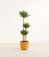 Load image into Gallery viewer, Sunset Orange*****Profile