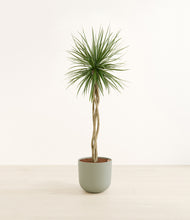 Load image into Gallery viewer, Sage Green*****Profile