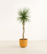 Load image into Gallery viewer, Sunset Orange*****Profile