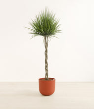 Load image into Gallery viewer, Earth Red*****Profile