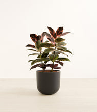 Load image into Gallery viewer, Stone Black*****Profile