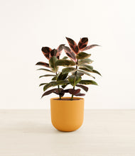 Load image into Gallery viewer, Sunset Orange*****Profile