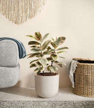 Load image into Gallery viewer, Natural Bamboo