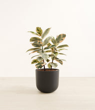 Load image into Gallery viewer, Stone Black*****Profile