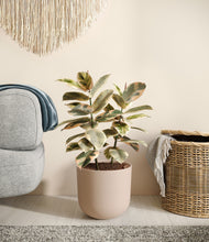 Load image into Gallery viewer, Sandy Pink