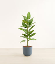 Load image into Gallery viewer, Iron Gray*****Profile