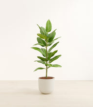 Load image into Gallery viewer, Natural Bamboo*****Profile