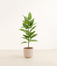 Load image into Gallery viewer, Sandy Pink*****Profile