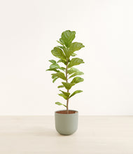 Load image into Gallery viewer, Sage Green*****Profile