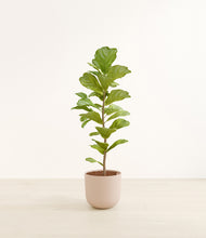 Load image into Gallery viewer, Sandy Pink*****Profile