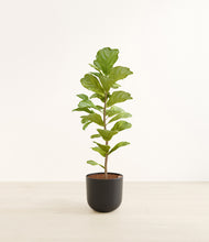 Load image into Gallery viewer, Stone Black*****Profile