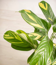 Load image into Gallery viewer, ALL