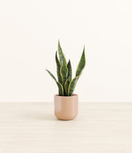 Load image into Gallery viewer, Glossy Pink*****Profile