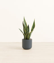 Load image into Gallery viewer, Iron Gray*****Profile